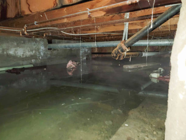 Best Mold removal after water damage  in Palmyra, MO
